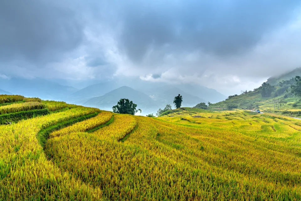 Kho gạo của Hoàng Hữu Thu